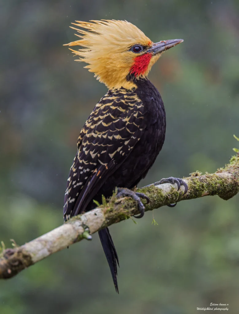 Atlantic forest0Brasil2