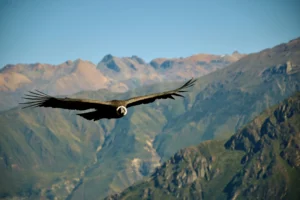 andean condor