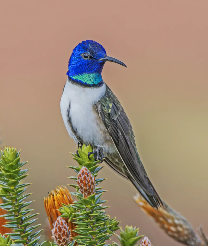 bird_banner3